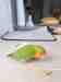 Lovebird