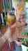 Conure