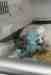 Budgerigar