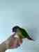 Conure