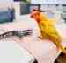 Lory / Lorikeet
