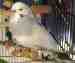 Budgerigar