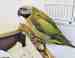 Mustached / Moustached Parakeet