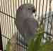 Indian Ringneck Parakeet