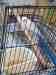 Budgerigar