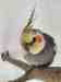 Cockatiel