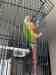 Conure