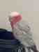 Galah Cockatoo