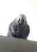 African Grey