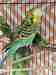 Budgerigar