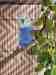 Budgerigar