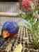 Lory / Lorikeet