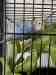 Lovebird
