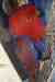 Eclectus
