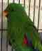 Eclectus