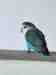 Lovebird