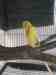 Budgerigar