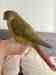 Conure