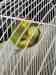 Budgerigar