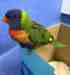 Lory / Lorikeet