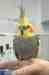 Cockatiel
