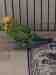 Budgerigar