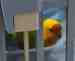 Lovebird