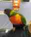 Lory / Lorikeet