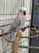 Indian Ringneck Parakeet