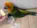 Conure