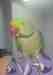 Alexandrine