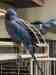 Indian Ringneck Parakeet