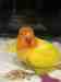 Lovebird