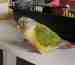 Conure