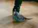 Budgerigar