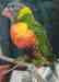 Lory / Lorikeet
