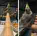 Cockatiel
