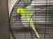 Budgerigar