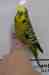 Budgerigar