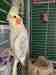 Cockatiel