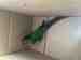 Conure