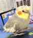 Cockatiel