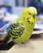 Budgerigar