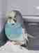 Budgerigar