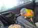Lory / Lorikeet