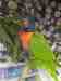 Lory / Lorikeet