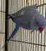 Indian Ringneck Parakeet