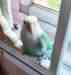 Lovebird