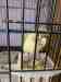 Conure