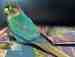 Conure